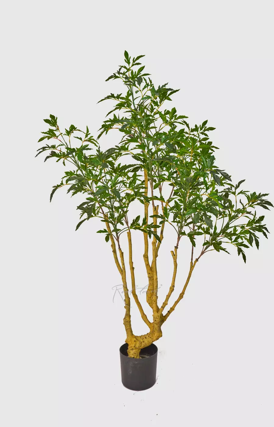 Клен Гиннала 150 см в кашпо - Зеленый