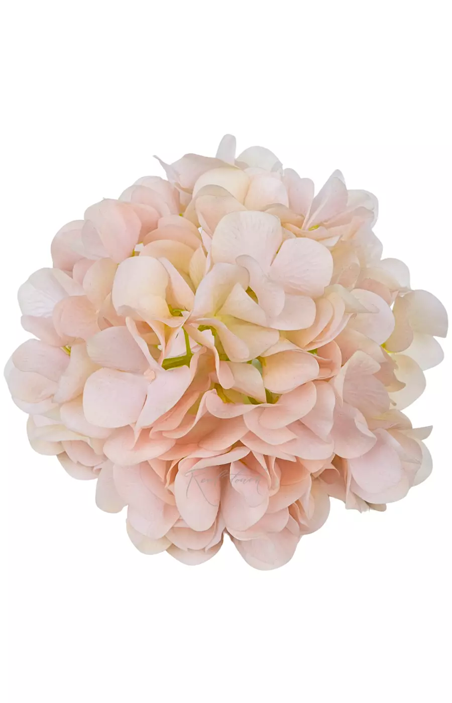 Гортензия соцветие (без стебля) - Пастель