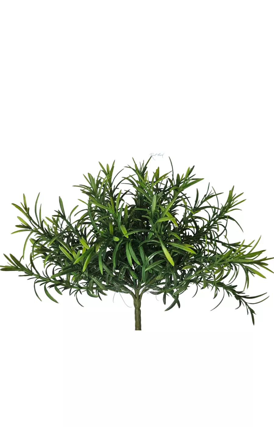 Розмарин мини - Зеленый