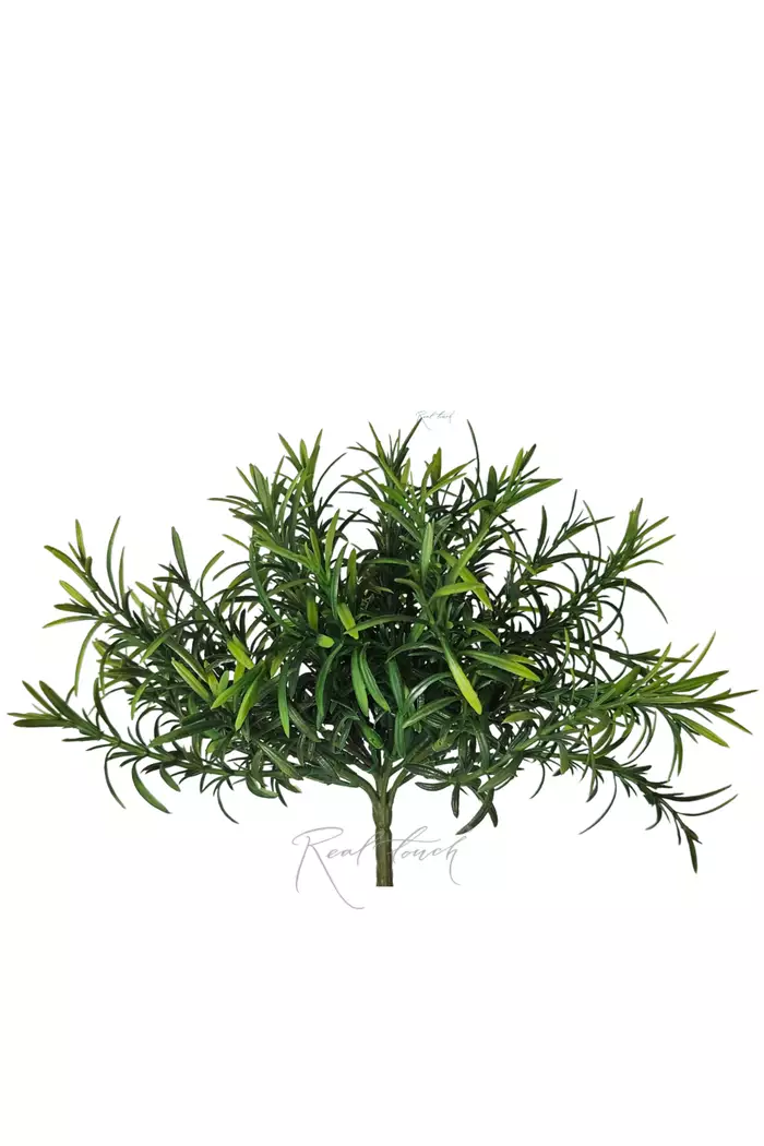 Розмарин мини - Зеленый