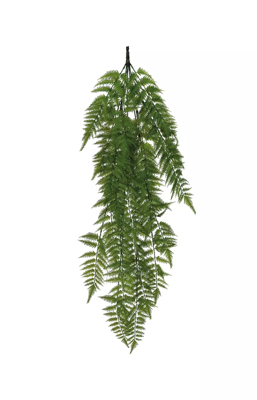 Щитовник мужской удлиненный 119см - Зеленый