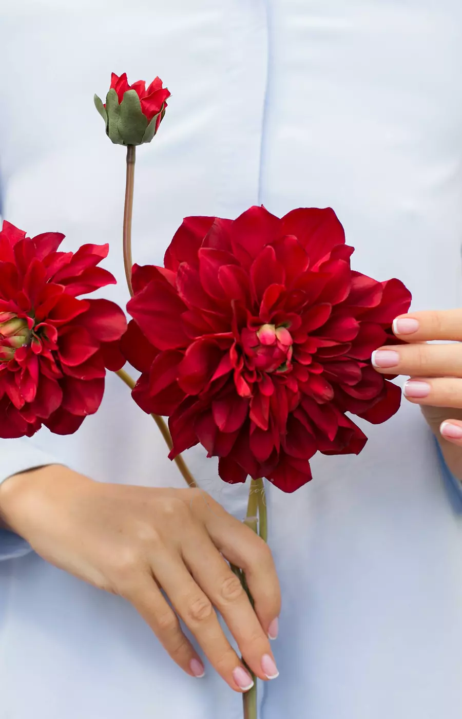 Георгин  - Бордо