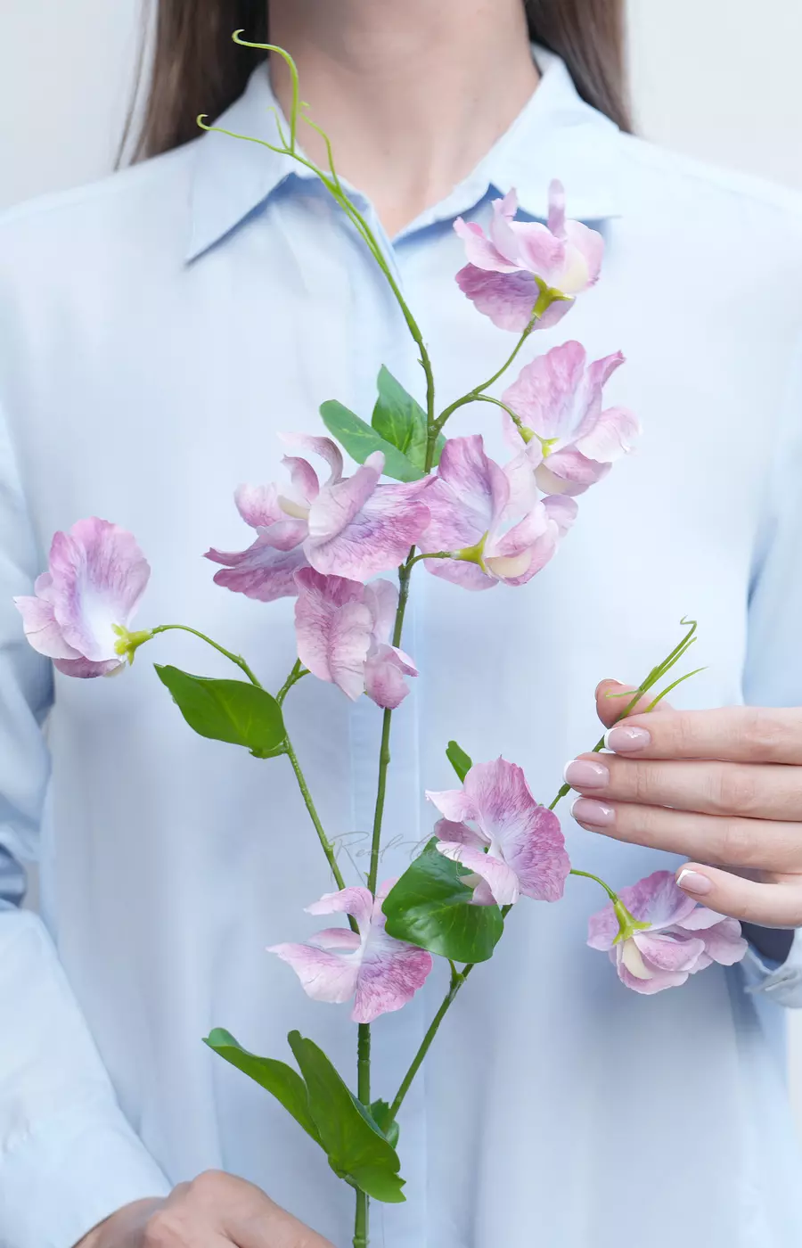 Латирус - Темно-лиловый Латирус - Темно-лиловый