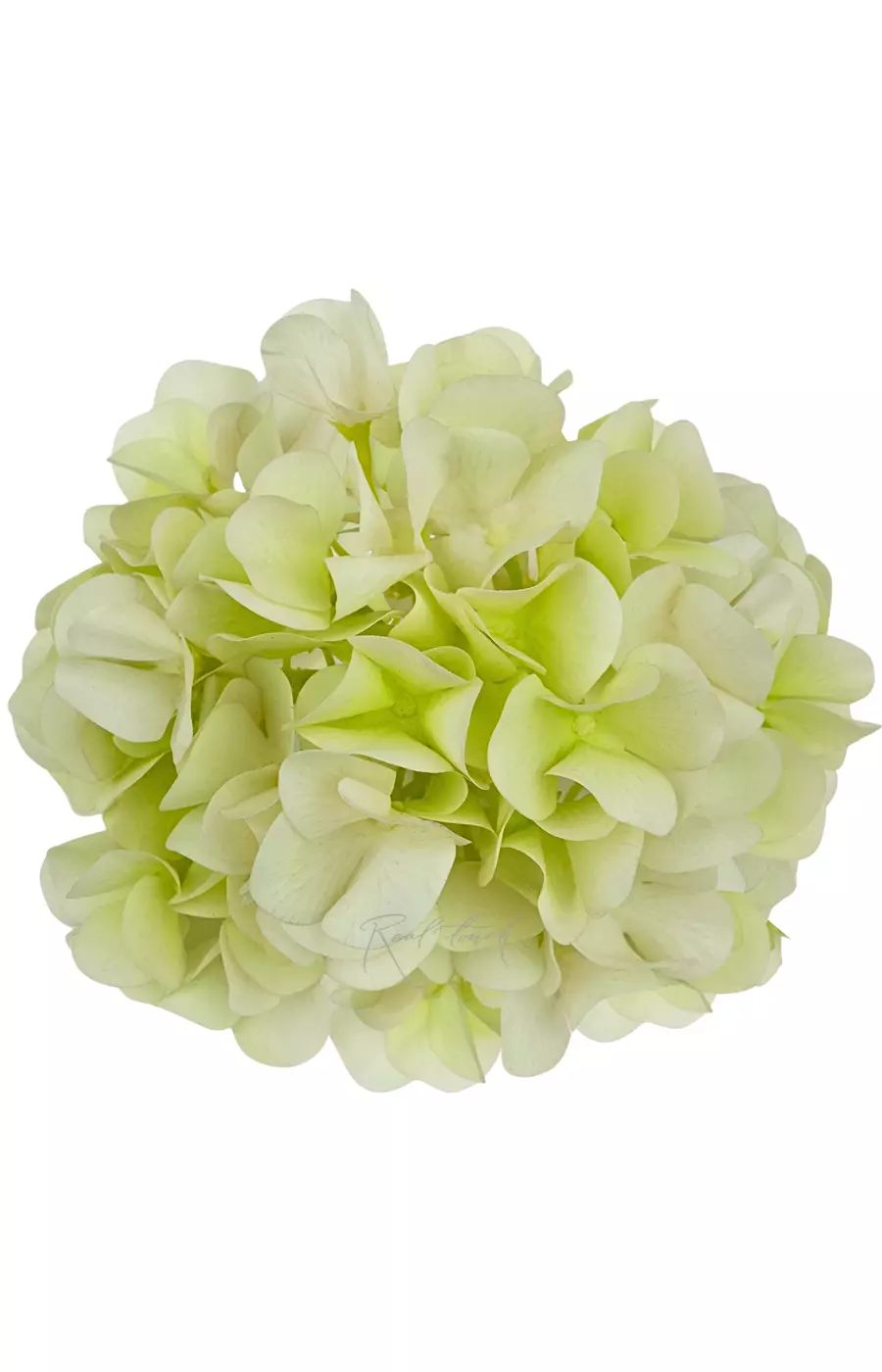 Гортензия соцветие (без стебля) - Нежно-салатовый
