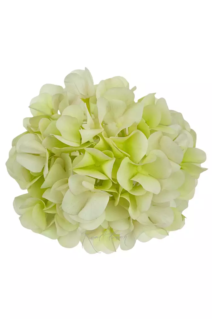 Гортензия соцветие (без стебля) - Нежно-салатовый