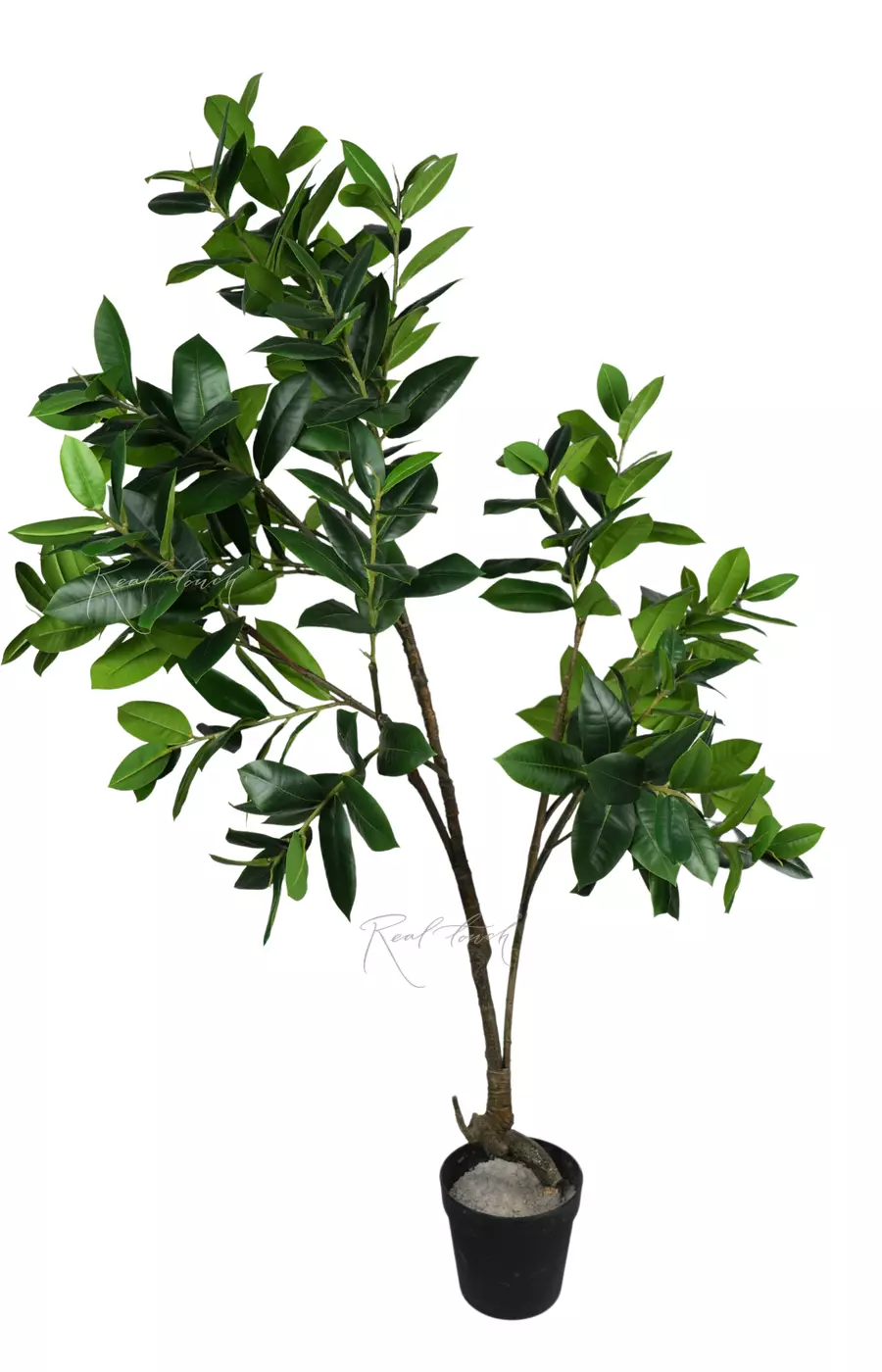 Фикус Эластика Мелани 170 см (в кашпо) - Зеленый