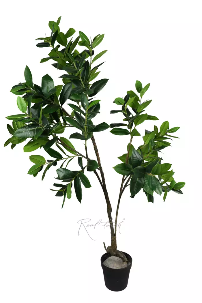 Фикус Эластика Мелани 170 см (в кашпо) - Зеленый