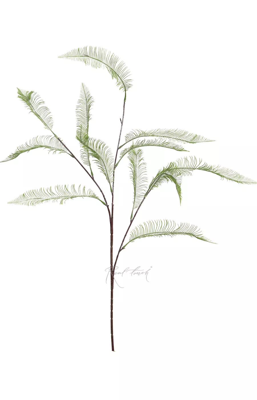 Блехнум колосистый на высоком стебле - Пыльно-зеленый