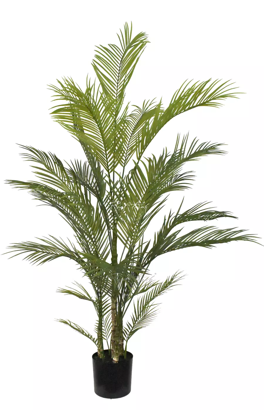 Пальма Арека Хризалидокарпус 180см в кашпо - Зеленый