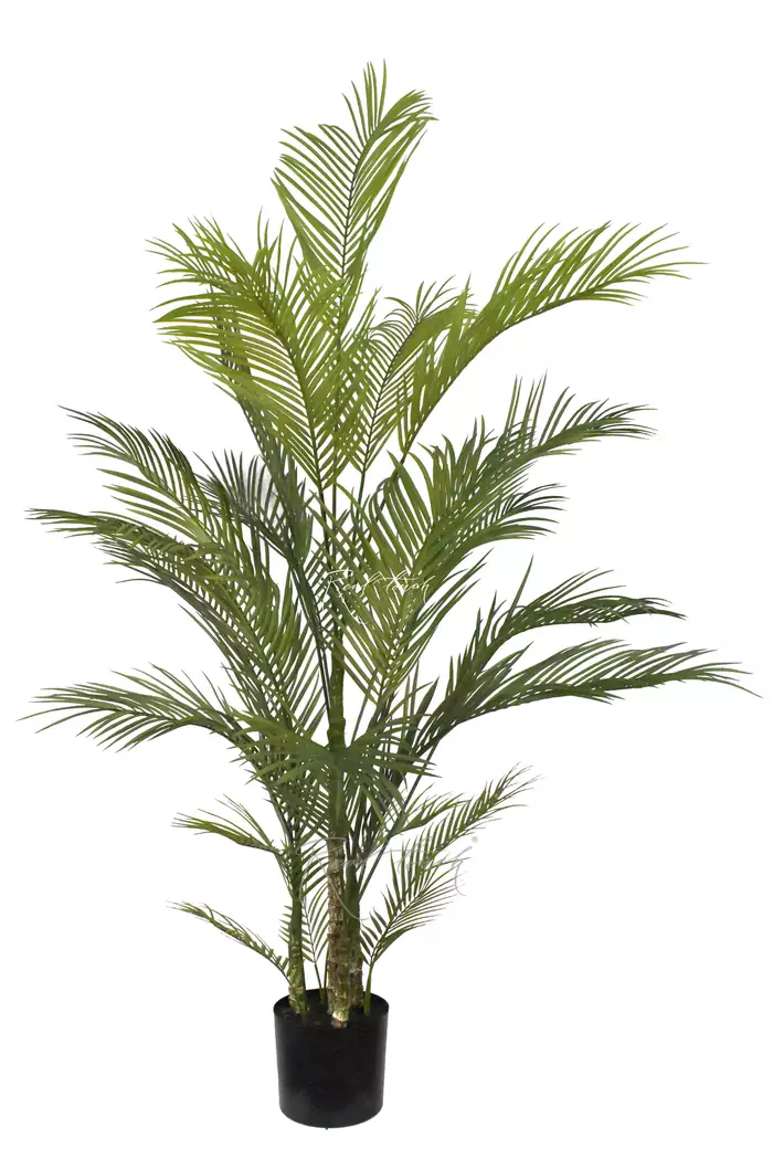 Пальма Арека Хризалидокарпус 180см в кашпо - Зеленый