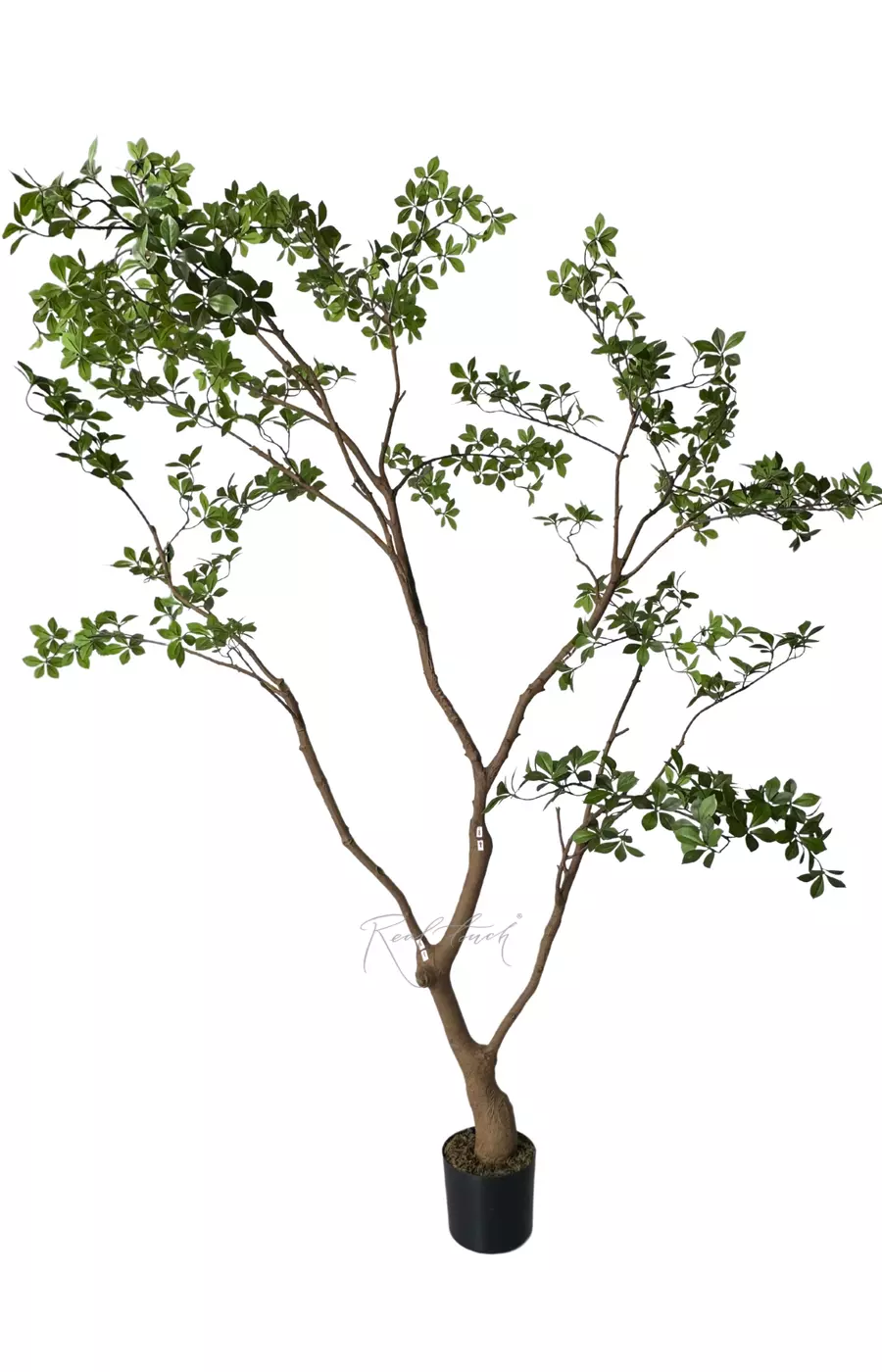 Баньяновое дерево 230 см в кашпо - Зеленый