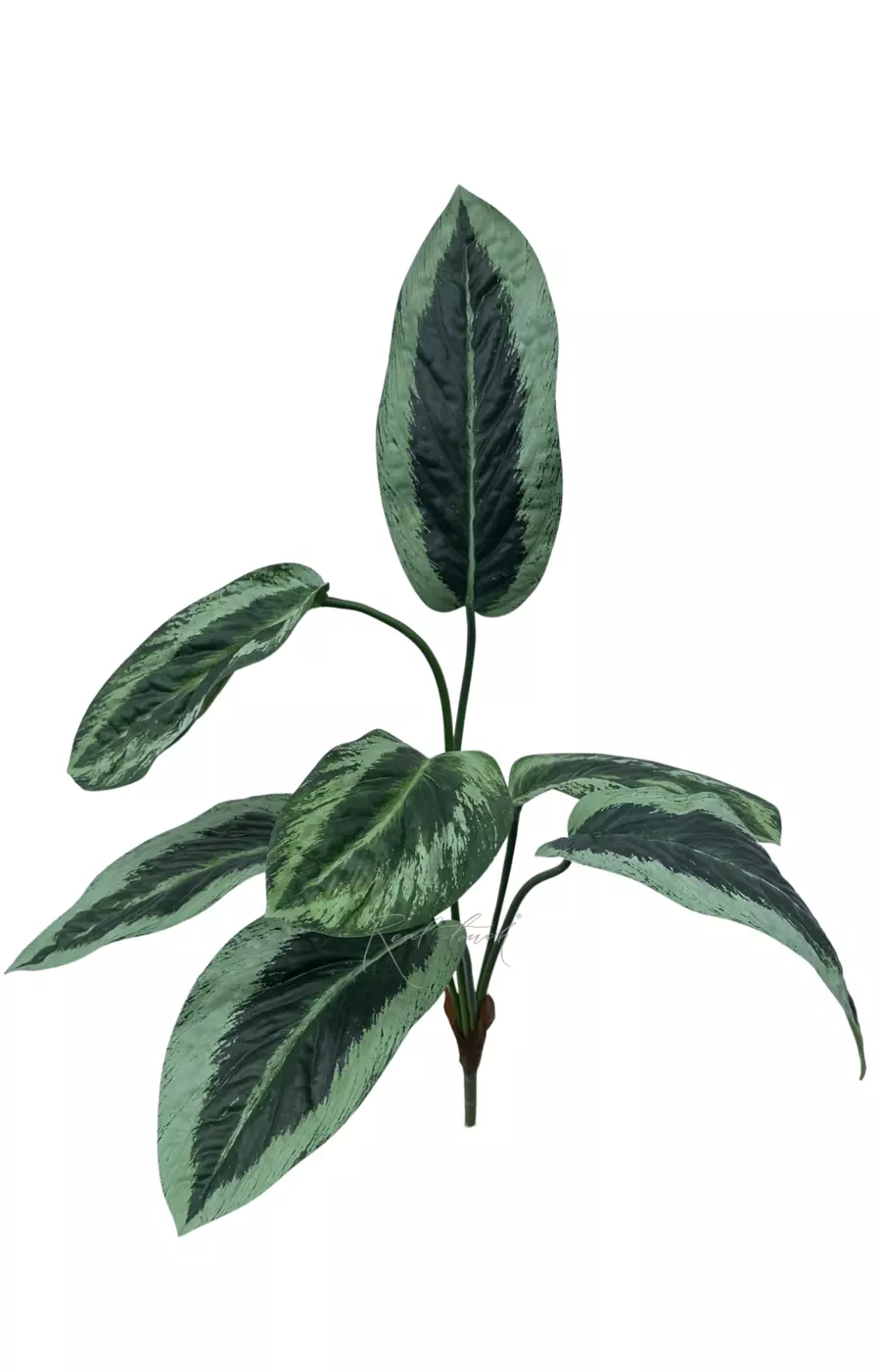 Аглаонема куст из 7 листьев - Зеленый (светлые края)