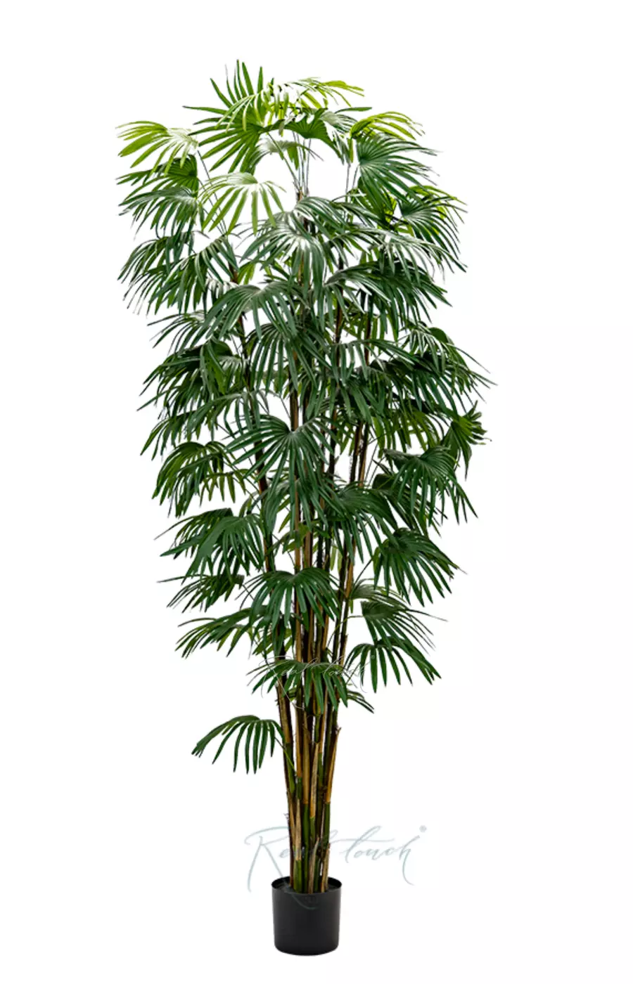Веерная пальма 240см - Зеленый