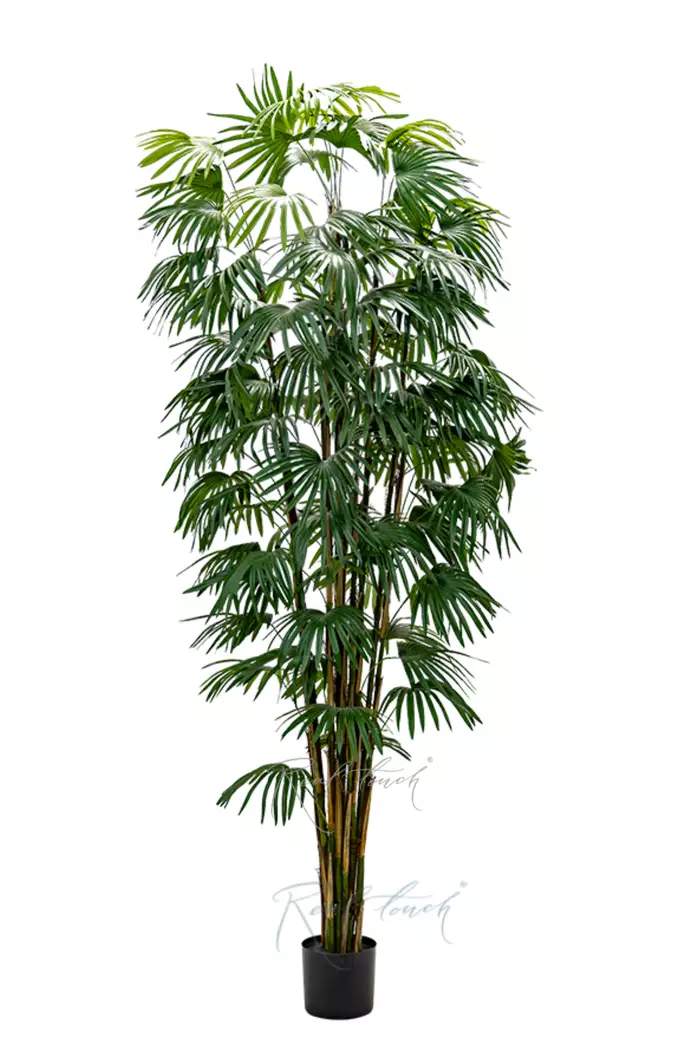 Веерная пальма 240см - Зеленый