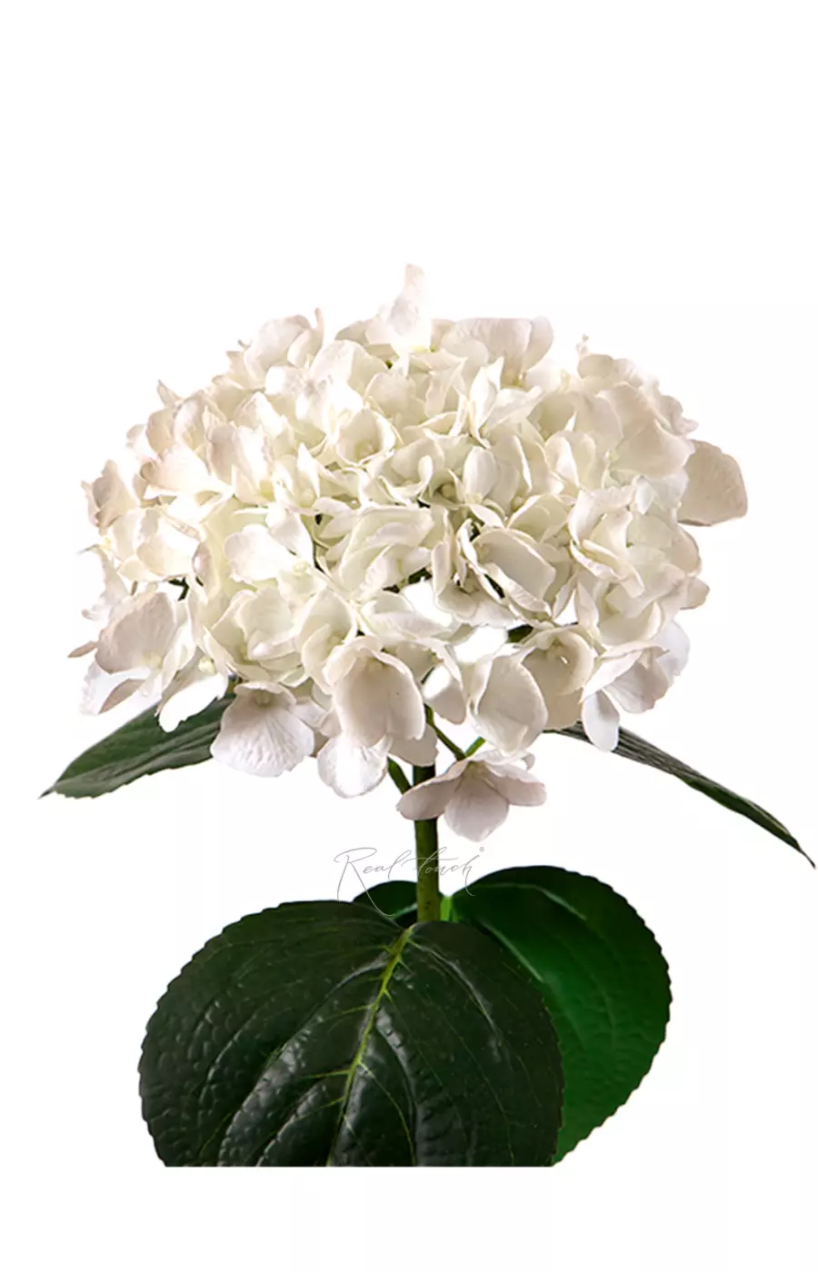 Гортензия крупнолистная на стебле - Белый