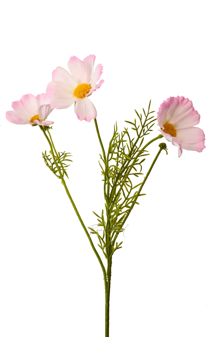 Космея 50 см - Светло-фиолетовый