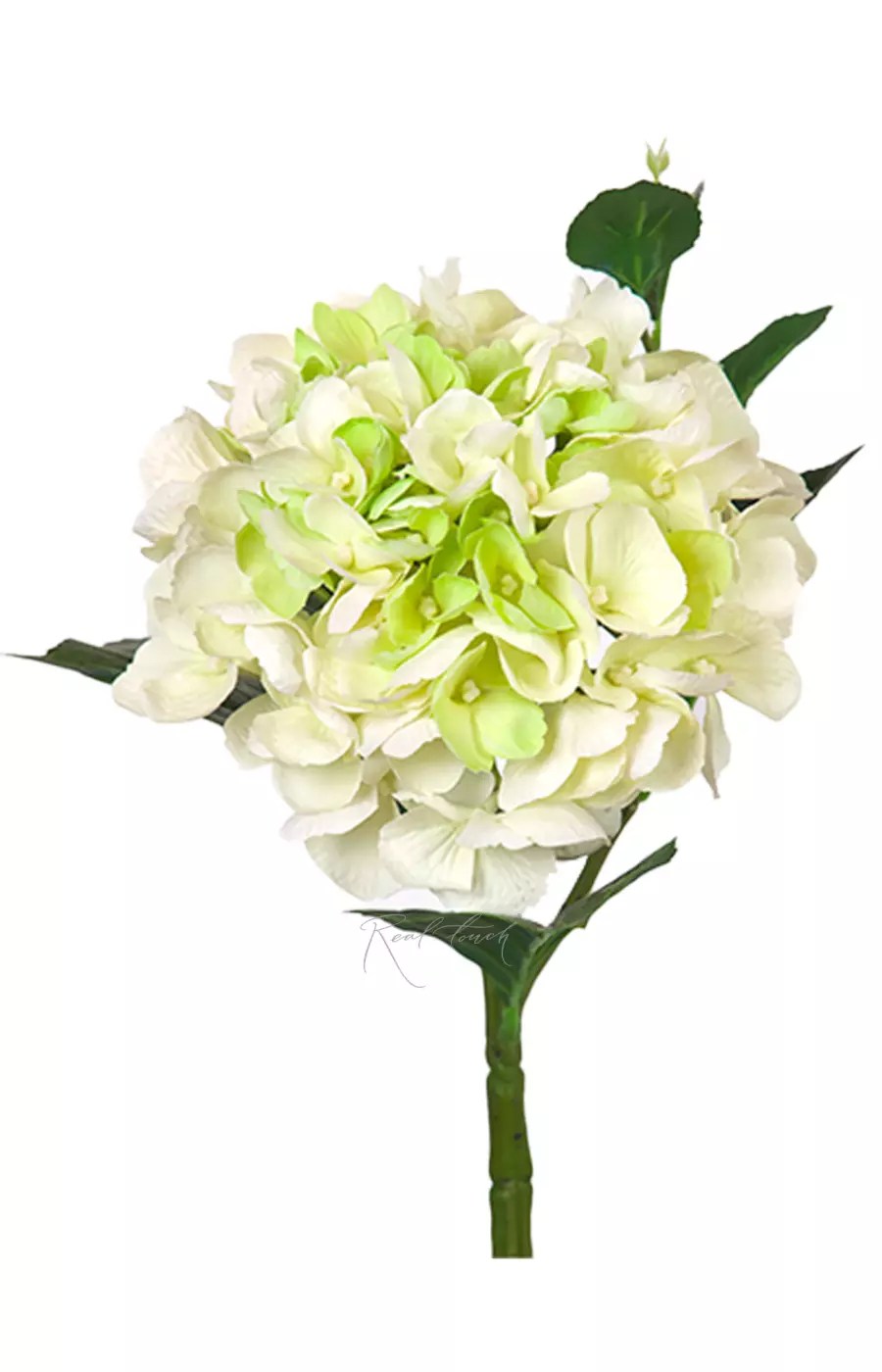 Гортензия крупнолистная small на стебле - Бело-зеленый