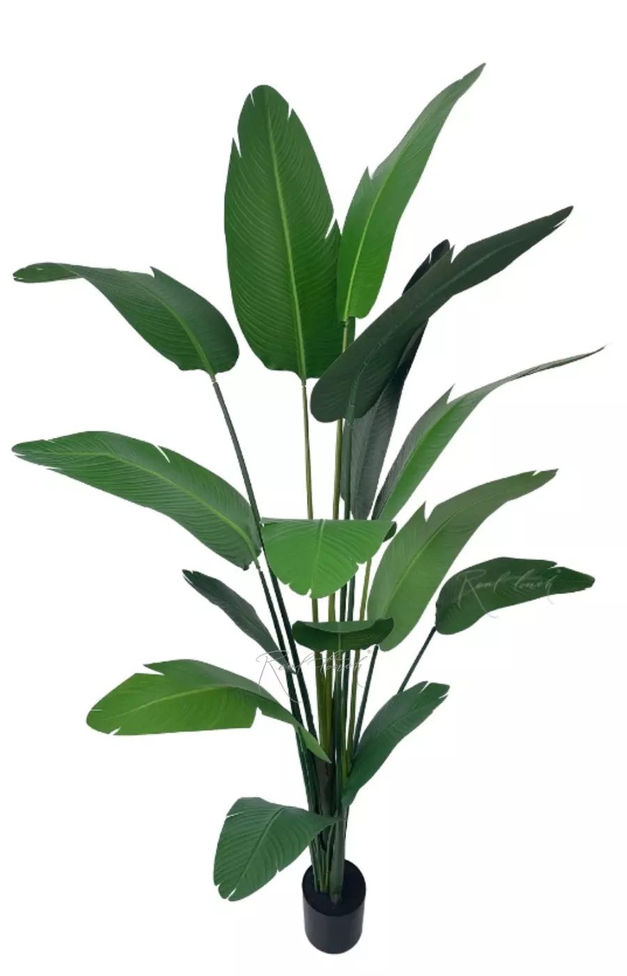 Стрелиция Николая  250 см (15 листьев) - Зеленый