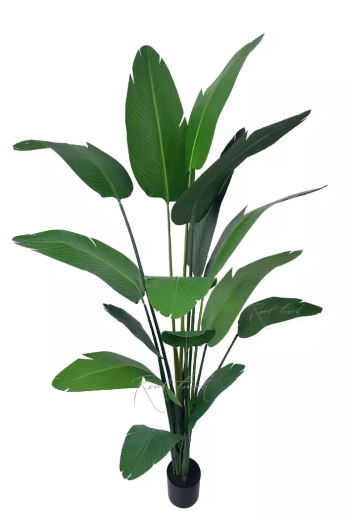 Стрелиция Николая  250 см (15 листьев) - Зеленый