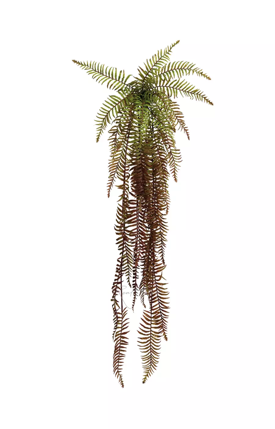 Нефролепис Экзальтата удлиненный 115см - Зелено-коричневый Нефролепис Экзальтата удлиненный 115см - Зелено-коричневый