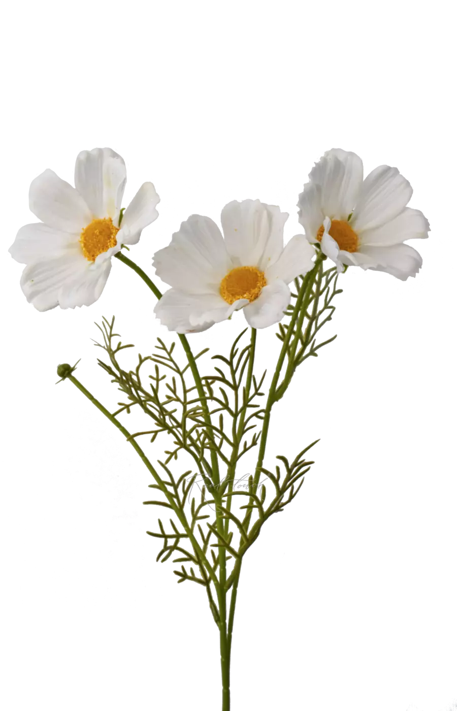Космея 50 см - Белый