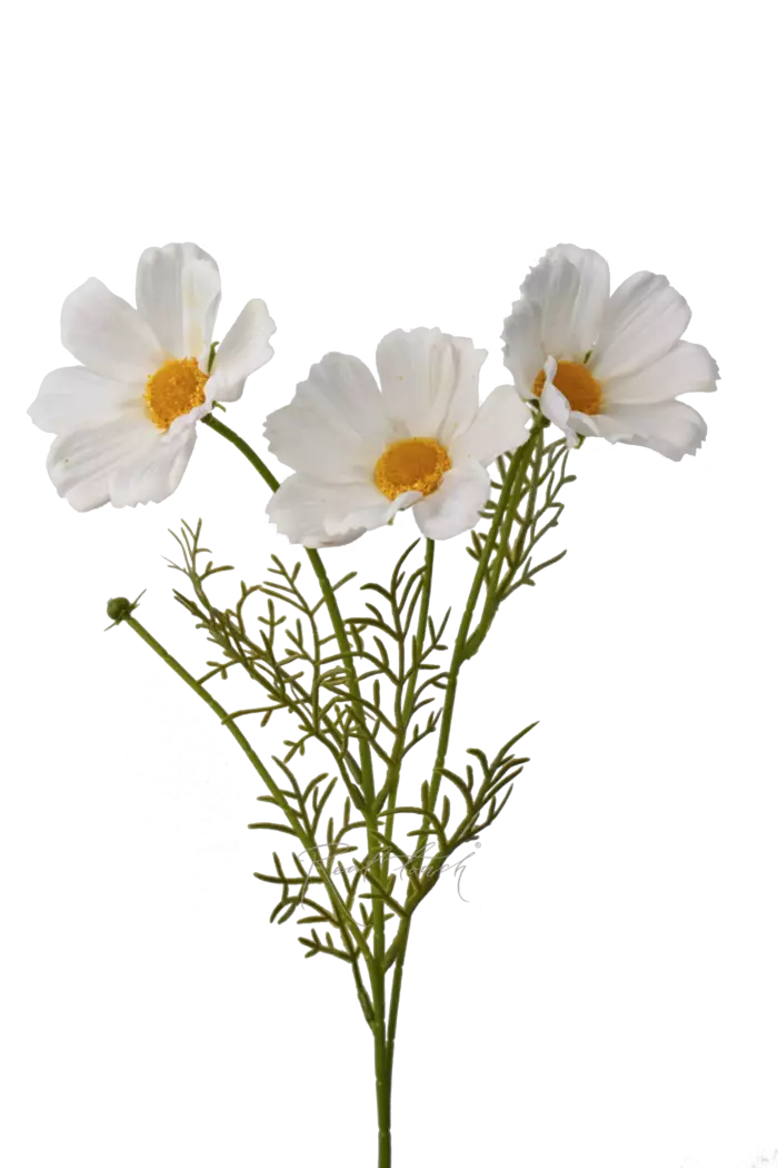 Космея 50 см - Белый Космея 50 см - Белый