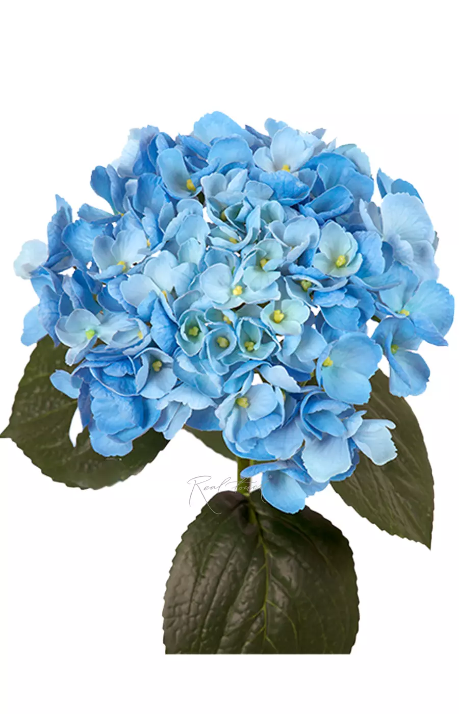 Гортензия крупнолистная на стебле - Голубой