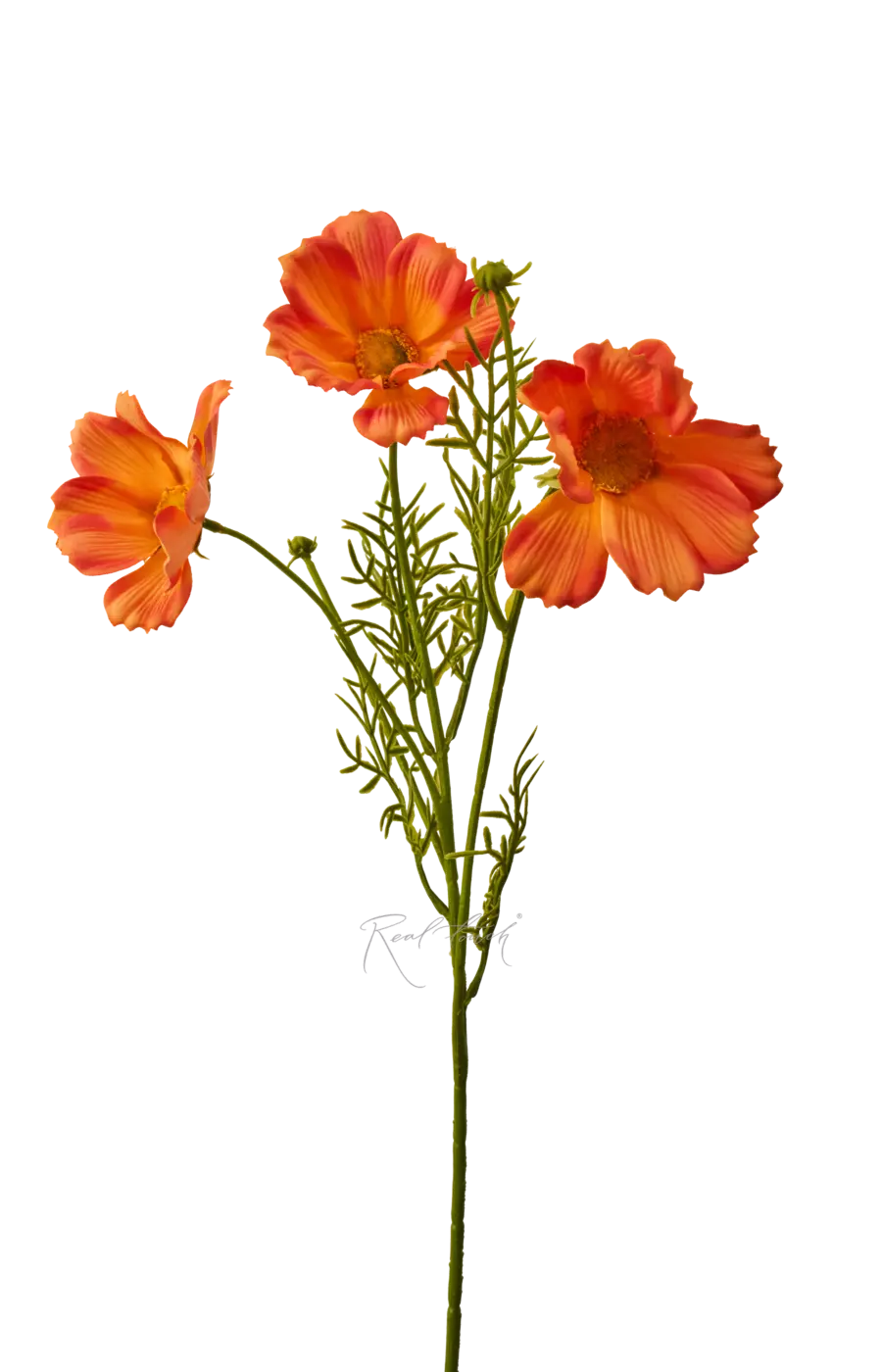Космея 50 см - Оранжевый