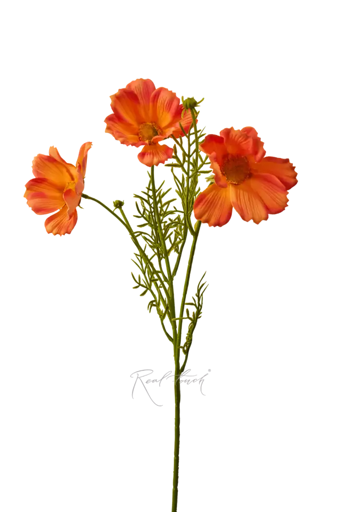 Космея 50 см - Оранжевый Космея 50 см - Оранжевый