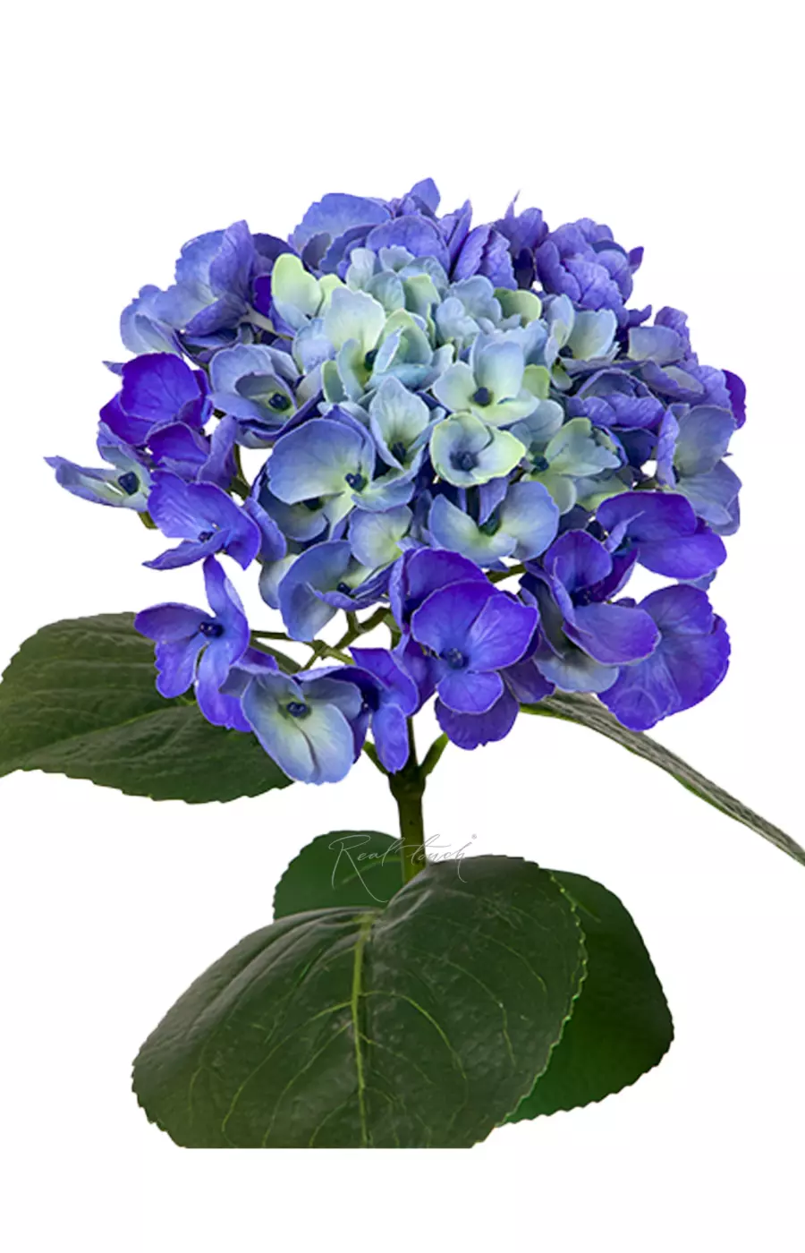 Гортензия крупнолистная на стебле - Синий