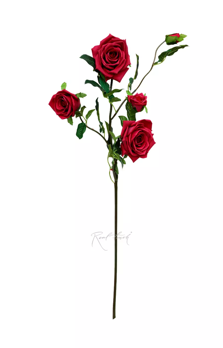 Роза Открытая 3+2 - Красный