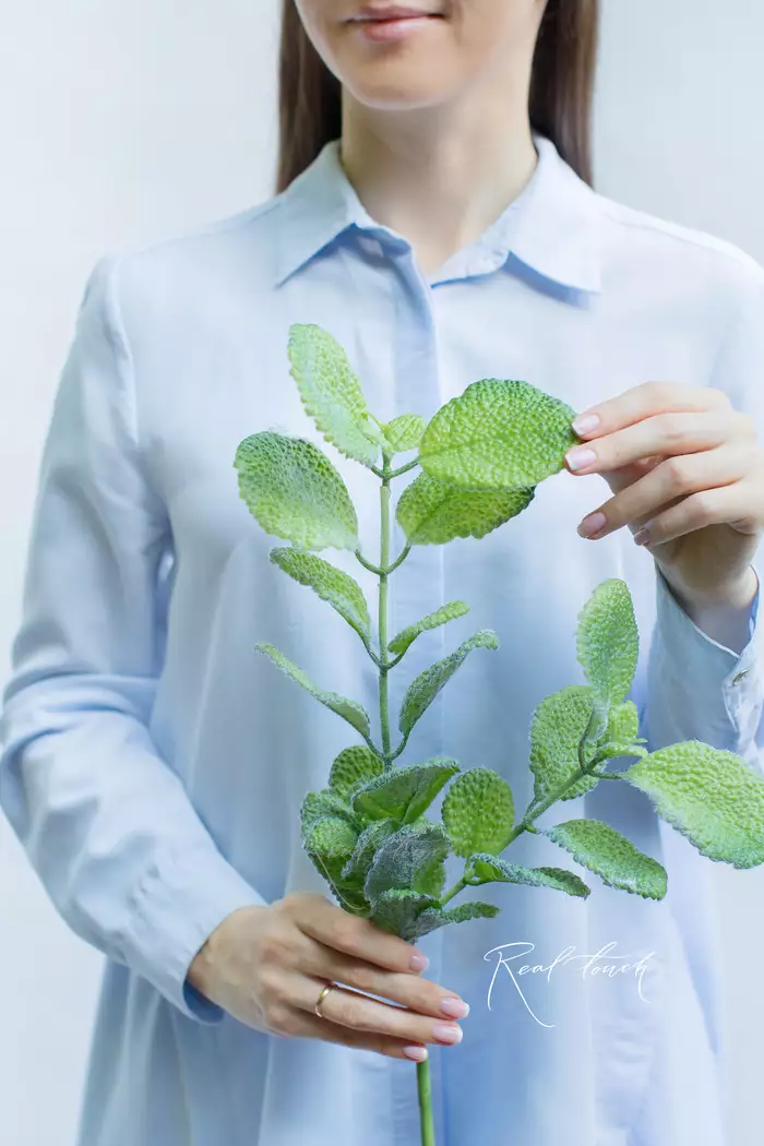 Пилея mollis - Зеленый Пилея mollis - Зеленый