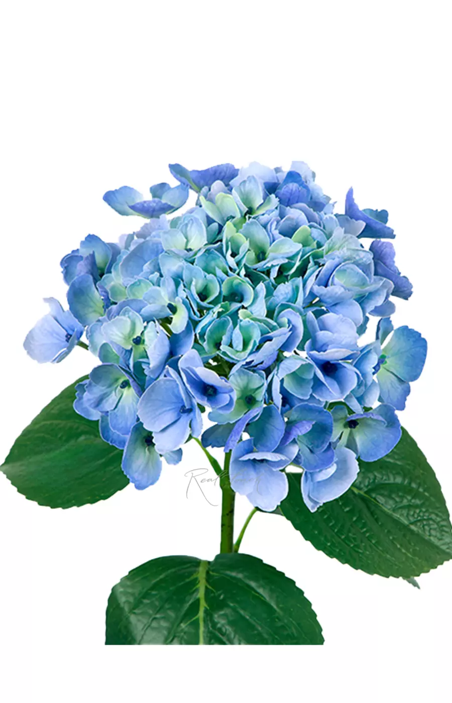 Гортензия крупнолистная на стебле - Зелено-голубой
