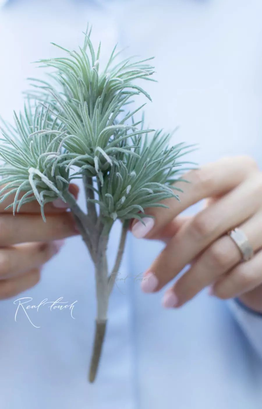 Тилландсия ионанта (суккулент колючка) - Бирюзово-зеленый