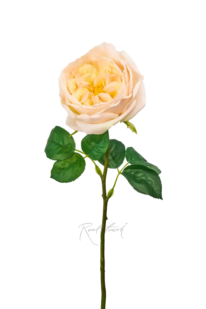 Роза Дэвида Остина Пилигрим малая - Светло-персиковый Роза Дэвида Остина Пилигрим малая - Светло-персиковый