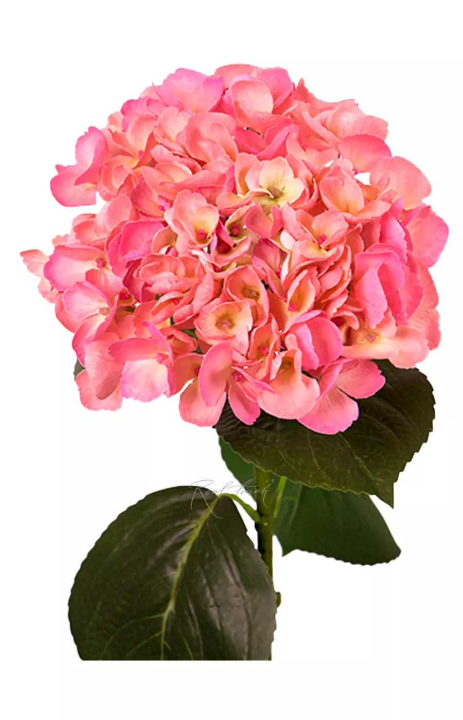 Гортензия крупнолистная на стебле - Темно-розовый