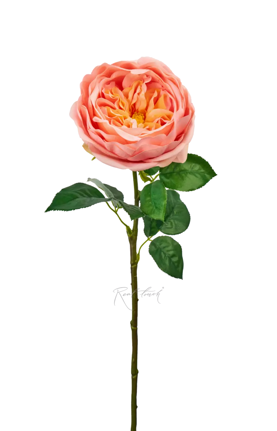 Роза Дэвида Остина Пилигрим средняя - Персиково-розовый