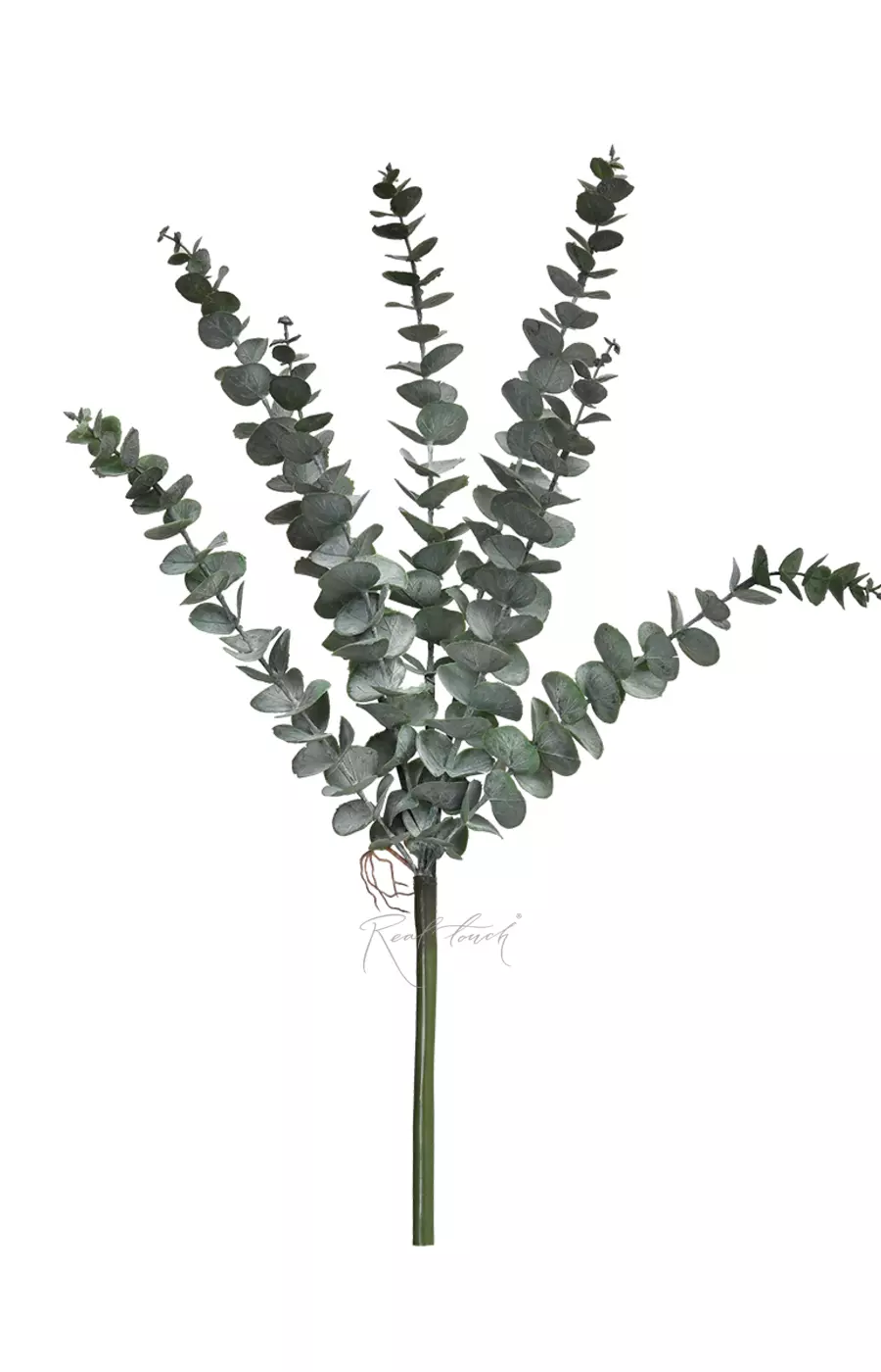 Эвкалипт BABY BLUE куст - Пыльно-зеленый