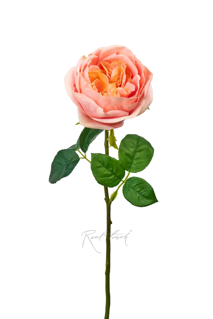 Роза Дэвида Остина Пилигрим малая - Персиково-розовый