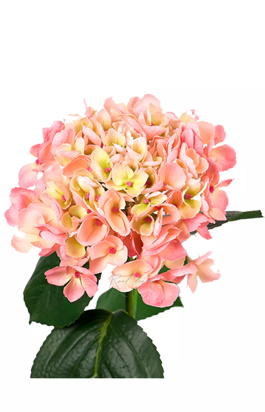 Гортензия крупнолистная на стебле - Персиково-розовый