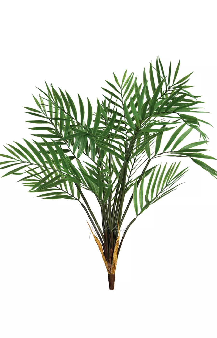 Куст бамбуковой пальмы средний - Зеленый