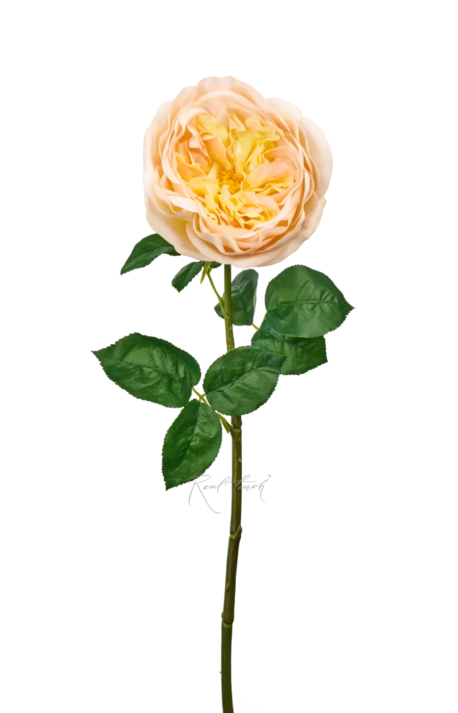 Роза Дэвида Остина Пилигрим средняя - Светло-персиковый