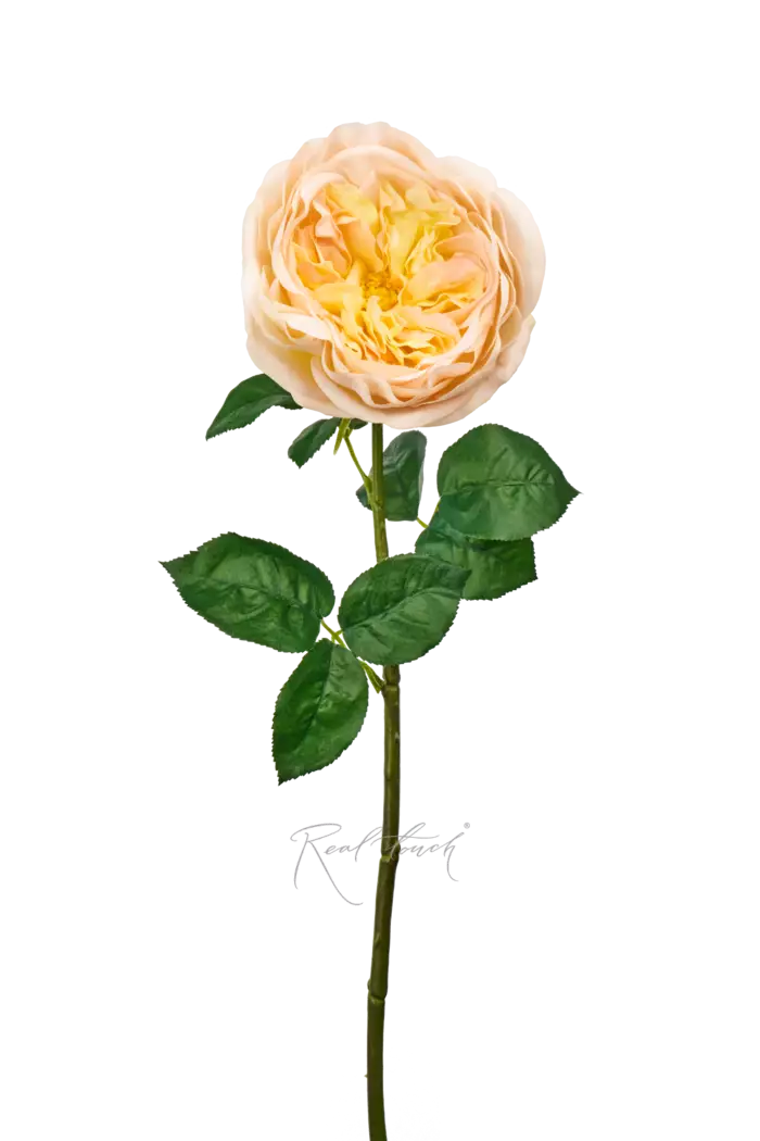 Роза Дэвида Остина Пилигрим средняя - Светло-персиковый