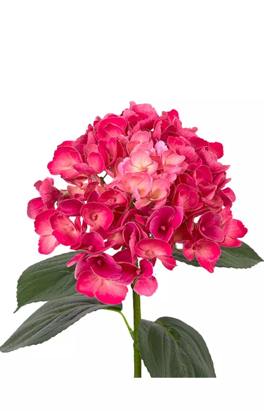 Гортензия крупнолистная на стебле - Темная фуксия