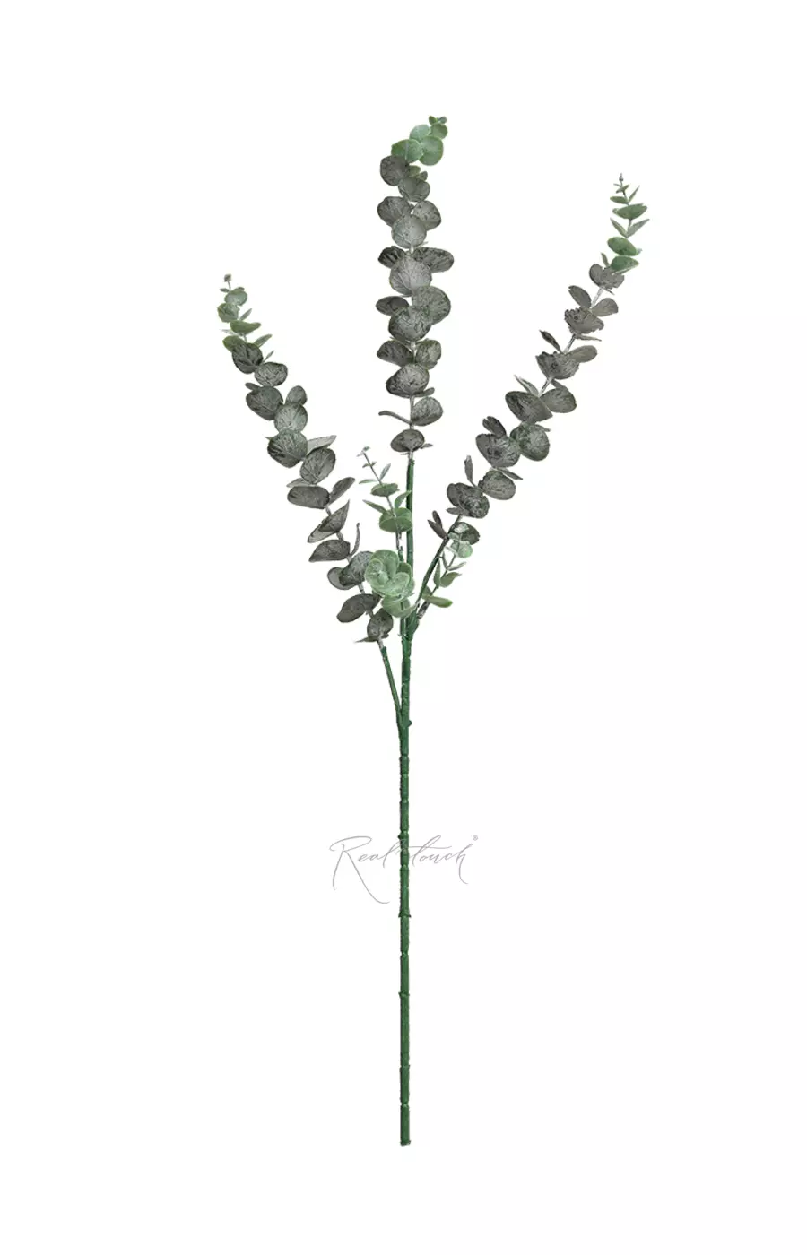 Эвкалипт BABY BLUE ветка - Пыльно-зеленый