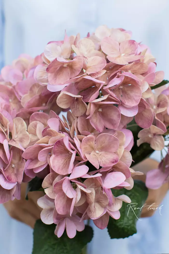 Гортензия кустовая 5 соцветий (вид 2) - Персиково-розовый Гортензия кустовая 5 соцветий (вид 2) - Персиково-розовый