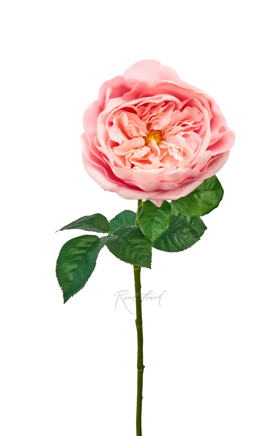 Роза Дэвида Остина Пилигрим средняя - Розовый