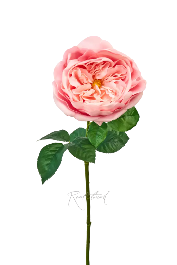 Роза Дэвида Остина Пилигрим средняя - Розовый