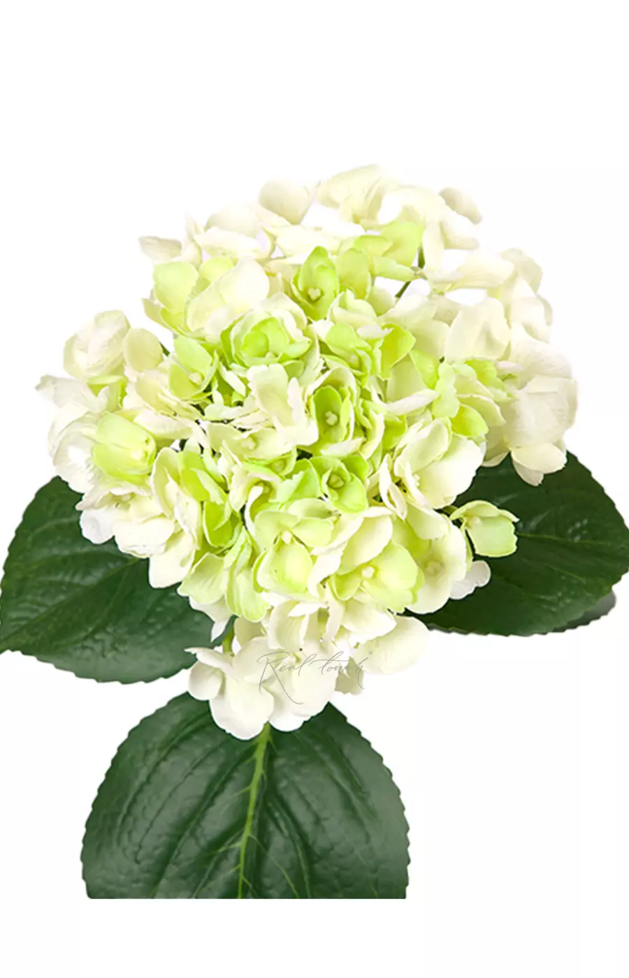 Гортензия крупнолистная на стебле - Бело-зеленый