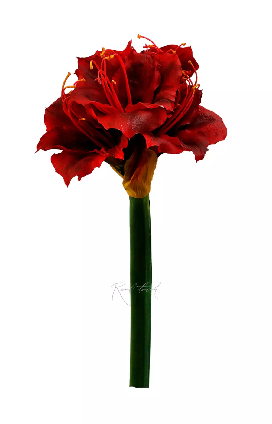 Амариллис Гигант - Красный